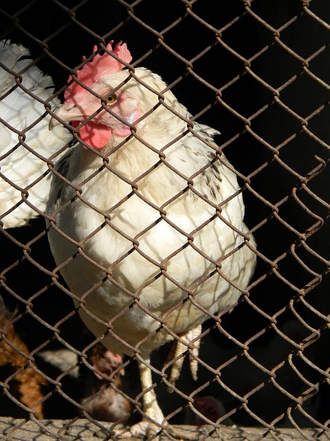 的篮球运动 的篮球运动