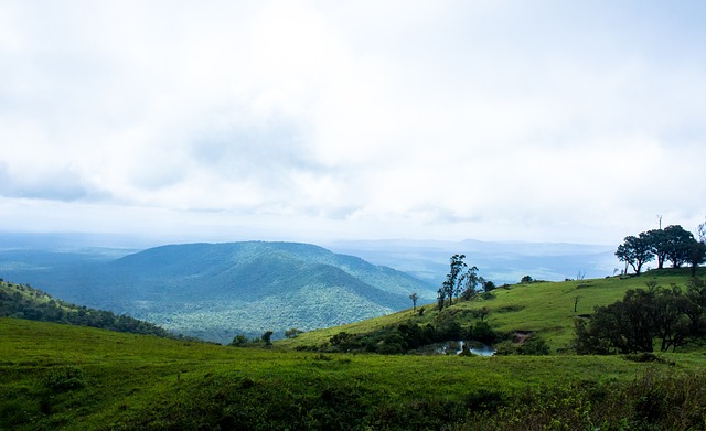 类似行动 类似行动